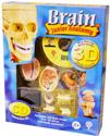 Anatomy 3D Brain Model with Interactive CD EDU-SK010