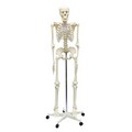 ARTEC EDUCATIONAL 009975 Model of Human Skeleton On Pelvic Mounted 5 Foot Roller Stand, 66.9" Height