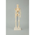 ARTEC EDUCATIONAL 009976 Model of Human Skeleton 42cm (16.5")