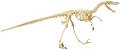 EDU-37360 Skin ’n Bones Velociraptor Model