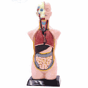 detail_1879_41007-sm.gif