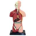 Discovery Planet EDU-41006 Human Anatomy Torso Model (small)